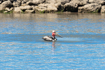 Brown Pelican with adult breeding plumage eating fish, Loreto, Baja California Sur, Mexico