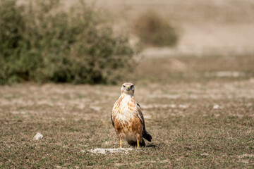 Long legged buzzard or Buteo rufinus in dry open plains during winter migration at tal chhapar sanctuary churu rajasthan india
