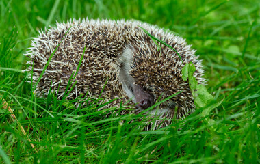 hedgehog on the green grass in the garden close up