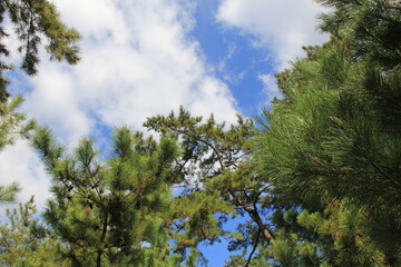 枝ぶりの良い松と爽やかな青空と雲