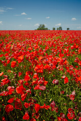 beautiful poppy flower field on a clear summer day