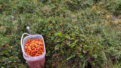 Cloudberry closeup in Swedish Lapland