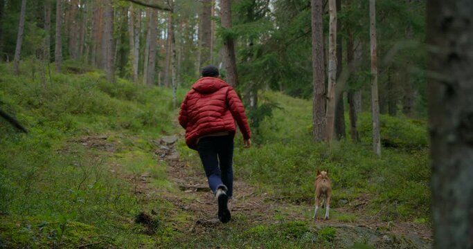 Man and pet dog have fun on forest hike, run between trees on trail or path. Hiker and brown basenji puppy enjoy weekend nature getaway. Outdoor activity and camping vibes