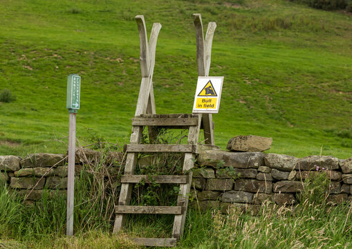 Bull in field  warning sign attached to a ladder stile over a drystone wall leading to  a public footpath. Aimed at hikers, walkers, and members of the public of the danger a bull may present