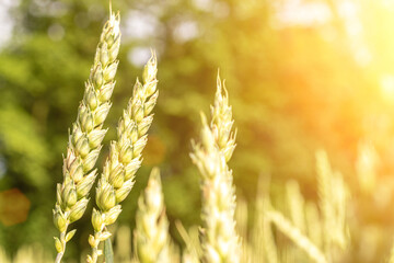 Green wheat rye landscape in sun day. Golden harvest background. Bread plant agriculture farm...