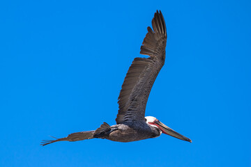 Brown Pelican with adult breeding plumage, Loreto, Baja California Sur, Mexico