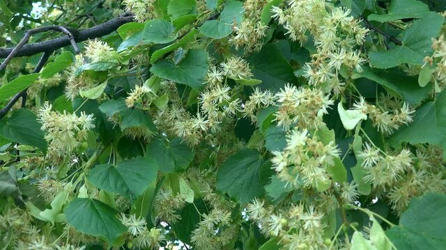 Linden tree (Tilia) flowers and leaves in the wind.