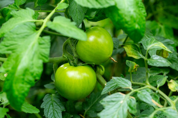 fresh unripe tomatoes in the garden