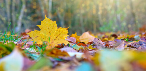 Yellow autumn maple leaf isolated on a color background.
