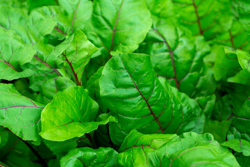 Fototapeta na wymiar fresh beet leaves close-up