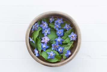 Borage or borretsch green leaves and blue flower in a wooden bowl. Borago officinalis. Cuisine ingredient. Concept of edible flowers.