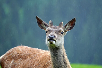 a red deer yearling with growing antlers is looking at camera on a rainy day