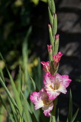 Pink and white hybrid Gladiolus flowering in an English garden