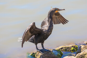 Double-crested cormorant, Loreto, Baja California Sur, Mexico