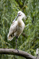 Eurasian spoonbill, Platalea leucorodia, picks food from the mud with a wide beak