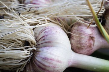 Fresh home grown garlic with roots