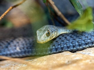 Eastern montpellier Snake, Malpolon insignitus, has posterior venomous teeth, feeds mainly on lizards