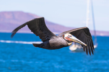 Brown Pelican with adult breeding plumage, Loreto, Baja California Sur, Mexico