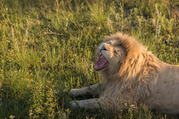 lion in the grass is smiling