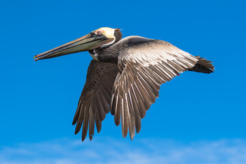 Brown Pelican with adult breeding plumage, Loreto, Baja California Sur, Mexico