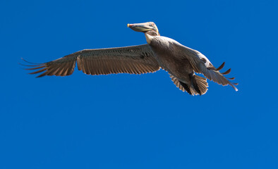 Brown Pelican with adult breeding plumage, Loreto, Baja California Sur, Mexico