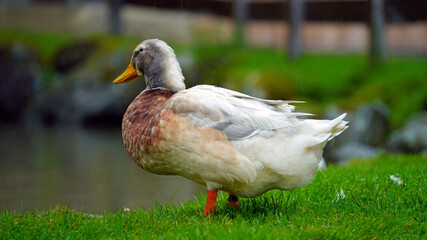 a mallard drake on a green lawn on a rainy day