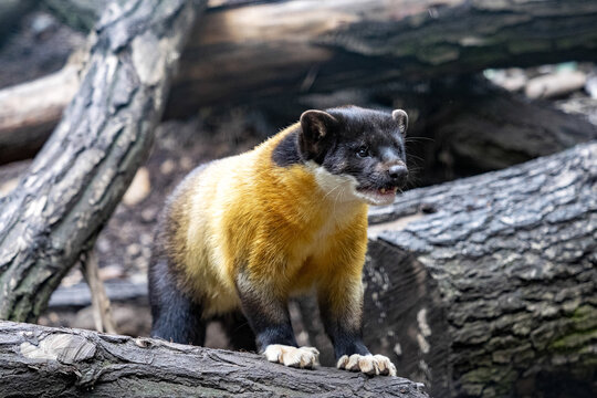 Yellow-throated marten, Martes flavigula, is a beautiful very agile beast, photography is difficult