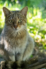 Fototapeta na wymiar The European wild cat, Felis s. Silvestris, lives secretly in European descents, in the picture he observes the surroundings