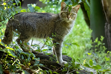 The European wild cat, Felis s. Silvestris, lives secretly in European descents, in the picture he observes the surroundings © vladislav333222
