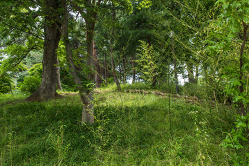 Beautiful deep forest woods with bright green colors.