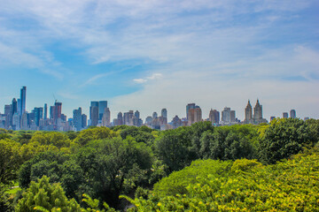 Obraz premium trees and city