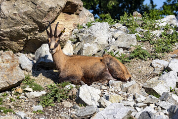 Alpine Chamois, Rupicapra rupicapra, inhabits the European Alps