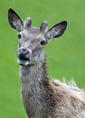 Obraz premium a red deer yearling with growing antlers is looking at camera on a rainy day