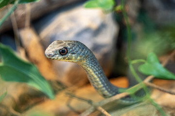 Eastern montpellier Snake, Malpolon insignitus, has posterior venomous teeth, feeds mainly on lizards