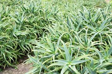 Obraz premium アロエの群生 アロエ畑