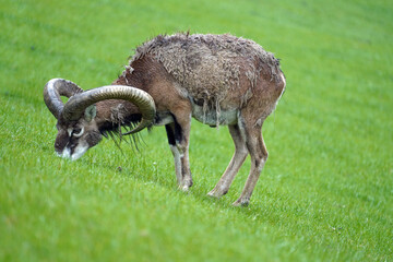 Naklejka na ściany i meble a mouflon, ovis orientalis musimon in the change of coat on a green field
