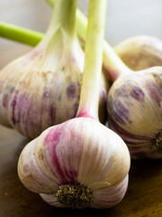Fresh garlic bulbs on the table
