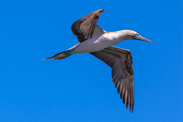 Blue-footed booby in flight, Loreto, Baja California Sur, Mexico