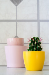 small cactus in a yellow pot