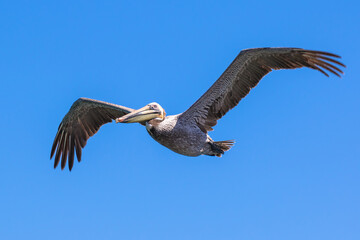 Brown Pelican with adult breeding plumage, Loreto, Baja California Sur, Mexico