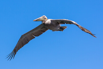 Brown Pelican with adult breeding plumage, Loreto, Baja California Sur, Mexico