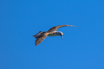 Blue-footed booby in flight, Loreto, Baja California Sur, Mexico
