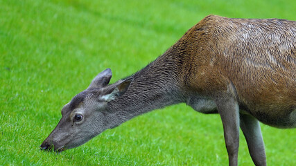 a red deer female is grazing on a green field on a rainy day