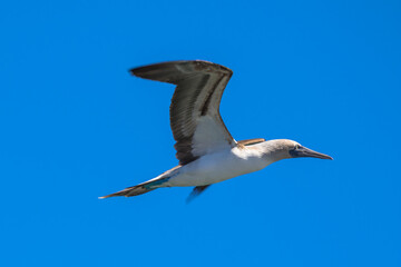 Blue-footed booby in flight, Loreto, Baja California Sur, Mexico