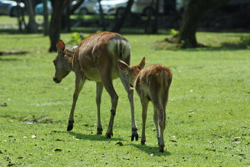 Fawn is walking behind its mother on the grassland.