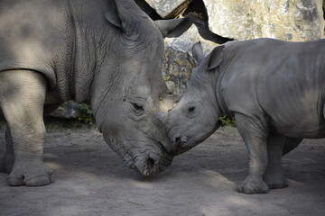 Naklejka premium Mother rhino with her baby 