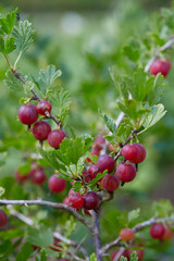 gooseberry growing on a sunny summer day