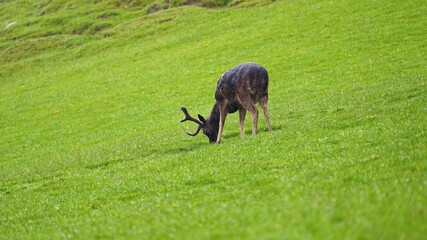 a black fallow deer, dama dama is grazing in the rain on a green field