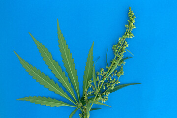 Fresh cannabis green leaves and seeds on blue paper background.
