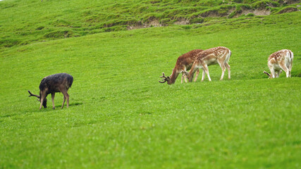 Naklejka na ściany i meble fallow deers, dama dama are grazing in the rain on a green field
